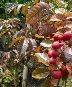 bibit tanaman klengkeng merah super cepat berbuah Jawa Timur