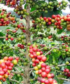 bibit tanaman kopi arabika Jakarta