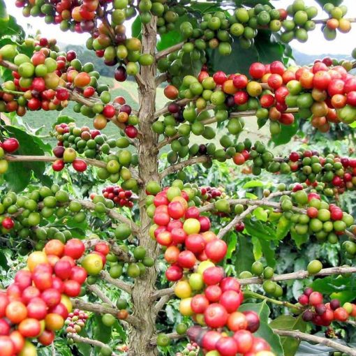 bibit tanaman kopi arabika Jakarta