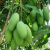 bibit tanaman mangga chokanan 70 cm Sumatra Selatan