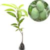 bibit tanaman mangga manalagi 60cm Madiun