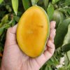 bibit tanaman mangga manalagi mangga madu Sumatra Barat