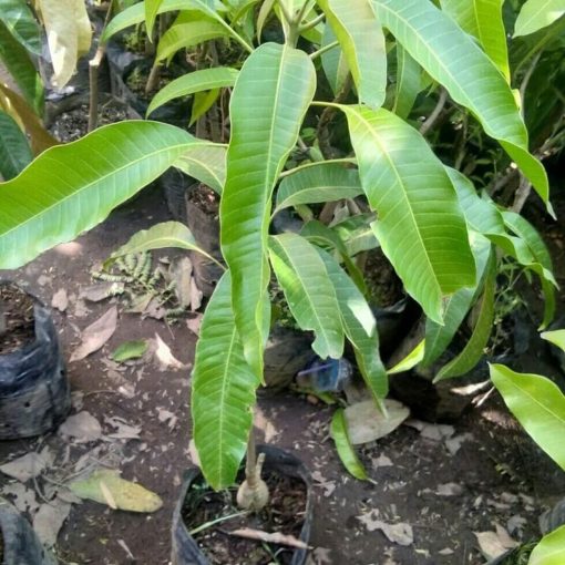 bibit tanaman mangga yuwen hasil stek okulasi cepat berbuah Kalimantan Timur