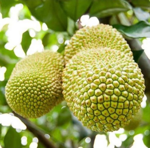 bibit tanaman nangka cempedak durian campedak genjah bonus salam Aceh