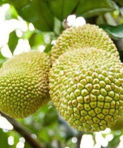 bibit tanaman nangka cempedak durian campedak genjah bonus salam Banten