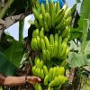 bibit tanaman pisang cavendis tanaman unggul dan asli pisang cavendis bibit cavendis Maluku