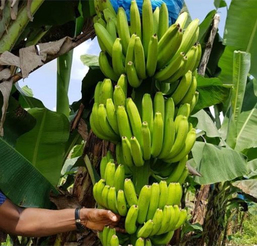 bibit tanaman pisang cavendis tanaman unggul dan asli pisang cavendis bibit cavendis Maluku