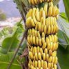 bibit tanaman pisang cavendish beli 3 bonus 1 Batu