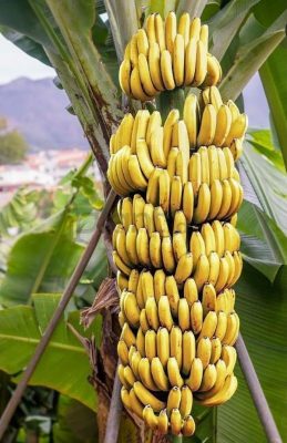 bibit tanaman pisang cavendish beli 3 bonus 1 Batu