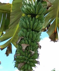 bibit tanaman pisang kepok tanjung tanpa jantung kualitas unggul kultur jaringan Depok