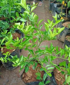 bibit tanaman pohon buah jeruk nipis limo limau keep nagami songkit sonkit purut santang madu Jawa Tengah