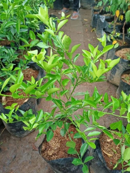 bibit tanaman pohon buah jeruk nipis limo limau keep nagami songkit sonkit purut santang madu Jawa Tengah