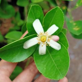 bibit tanaman pohon buah jeruk nipis limo limau keep nagami songkit sonkit purut santang madu Medan