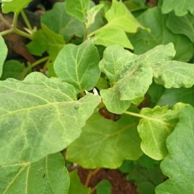 bibit tanaman pohon buah terong ungu Papua Barat