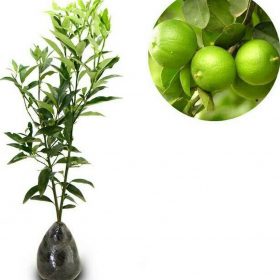 bibit tanaman pohon jeruk nipis Semarang