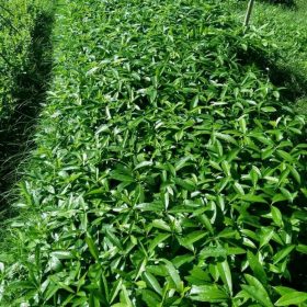 bibit tanaman pohon pule murah berkualitas Banten