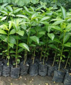 bibit tanaman pohon pule murah berkualitas Sulawesi Utara