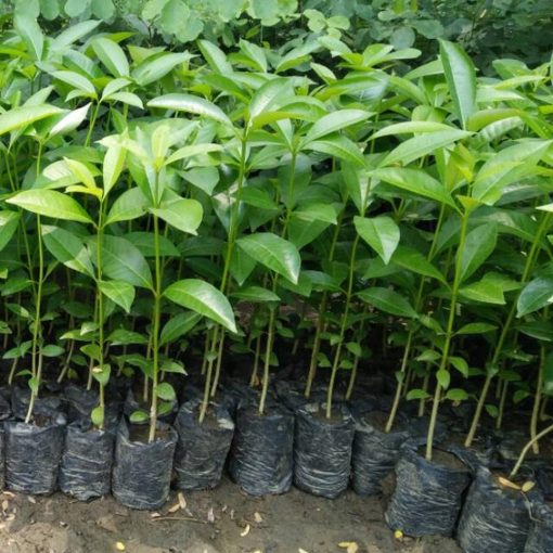 bibit tanaman pohon pule murah berkualitas Sulawesi Utara