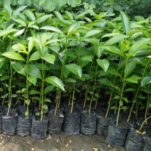 bibit tanaman pohon pule murah berkualitas Tangerang Selatan