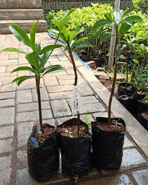 bibit tanaman sawo mentimun jumbo hasil stek okulasi cepat berbuah Kota Administrasi Jakarta Selatan