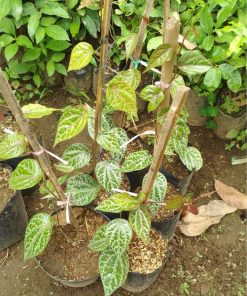bibit tanaman sirih merah Lampung