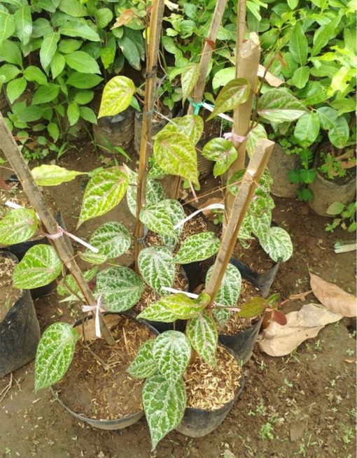 bibit tanaman sirih merah Lampung