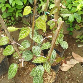 bibit tanaman sirih merah Palembang
