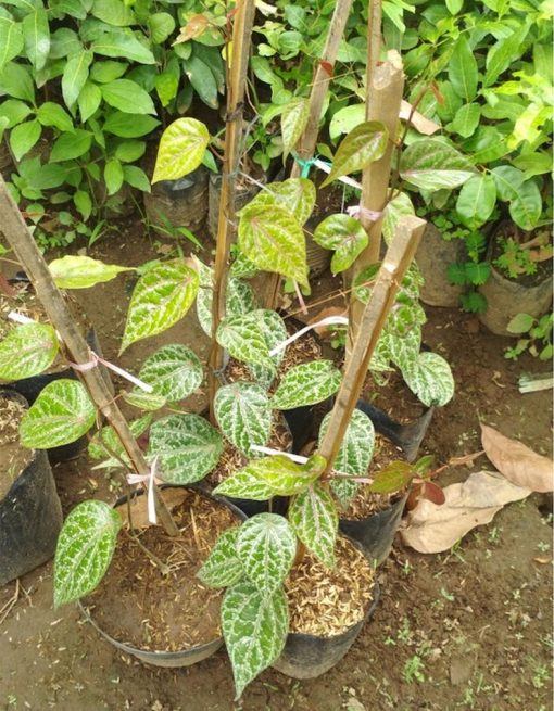 bibit tanaman sirih merah Palembang