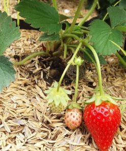 bibit tanaman strawberry california Bontang