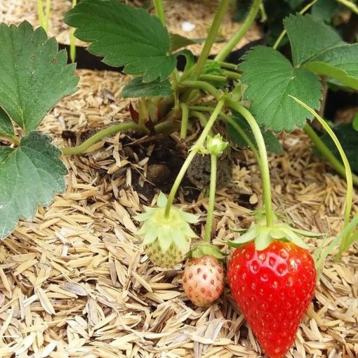 bibit tanaman strawberry california Bontang