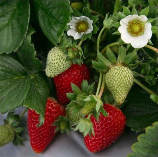 bibit tanaman strawberry jumbo strawberry california kondisi berbuah Magelang