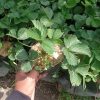 bibit tanaman strawberry jumbo strawberry california kondisi berbuah Pasuruan