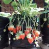 bibit tanaman strawberry Maluku