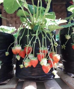 bibit tanaman strawberry Maluku