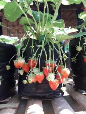 bibit tanaman strawberry Maluku