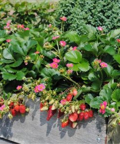 bibit tanaman strawberry merlan berbuah Sulawesi Utara