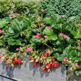 bibit tanaman strawberry merlan berbuah Sulawesi Utara