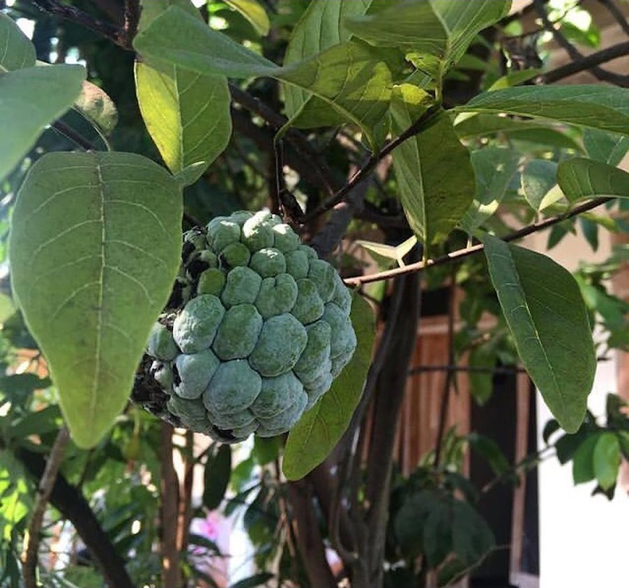 Gambar Produk bibit tanaman tambulampot pohon buah srikaya sri kaya sirsak sudah berbuah Kalimantan Barat