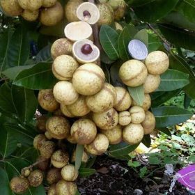 bibit unggul kelengkeng matalada Bima