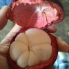 bibit unggul kualitas buah terbaik manggis super cepat berbuah manis mangis okulasi cangkok Batu