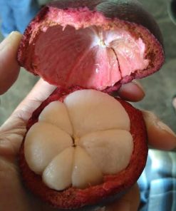 bibit unggul kualitas buah terbaik manggis super cepat berbuah manis mangis okulasi cangkok Batu