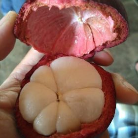 bibit unggul kualitas buah terbaik manggis super cepat berbuah manis mangis okulasi cangkok Batu