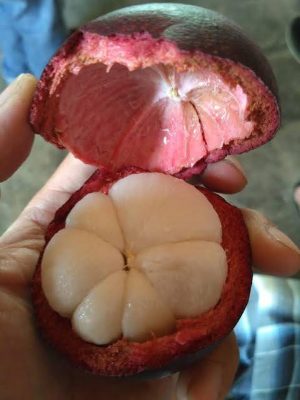 bibit unggul kualitas buah terbaik manggis super cepat berbuah manis mangis okulasi cangkok Batu