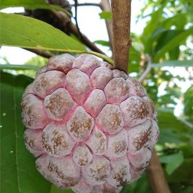 biji benih bibit buah srikaya merah freong Kota Administrasi Jakarta Barat