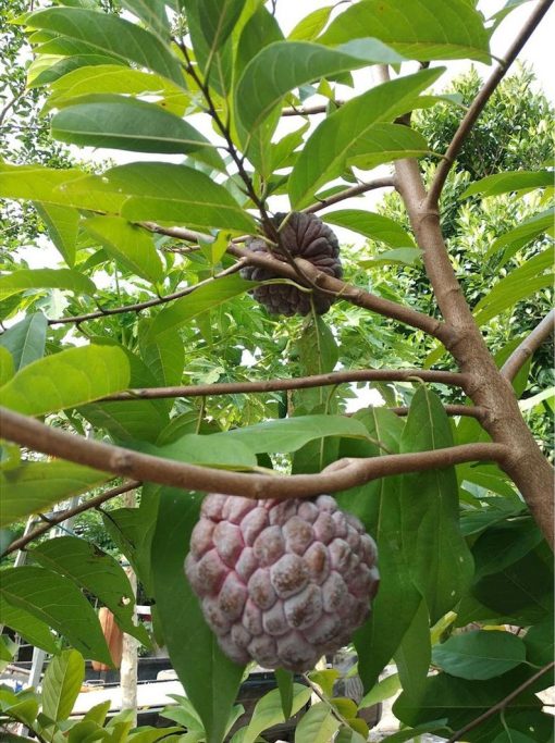 biji benih bibit buah srikaya merah freong Palembang