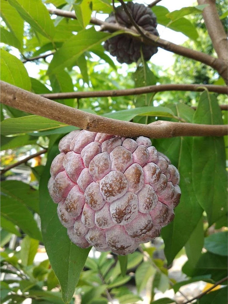 Gambar Produk biji benih bibit buah srikaya merah freong Salatiga