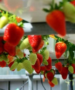 biji buah milk strawberry rare indoor organik fruit seeds Gorontalo