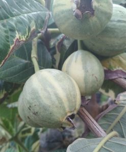 buah jambu varigata bibit tanaman Mataram