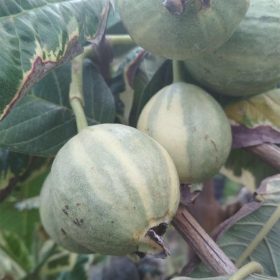buah jambu varigata bibit tanaman Mataram