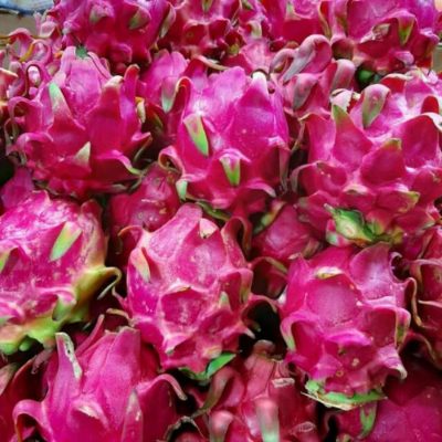 buah naga Riau